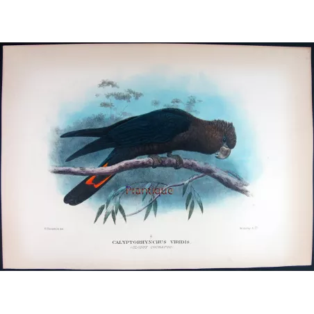 Glossy Cockatoo by H. Goodchild – Rare Australian bird print