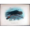 Glossy Cockatoo (*Calyptorhynchus viridis*) – Original lithograph by Goodchild, Mathews (1910–27)