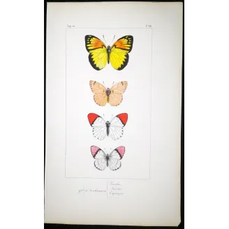 Orange-Tip Butterflies – Antique Hand-Colored Engraving (1835)