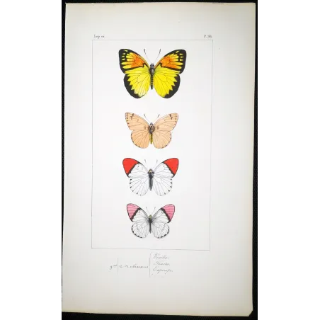 Orange-Tip Butterflies – Antique Hand-Colored Engraving (1835)