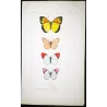 Orange-Tip Butterflies (Anthocharis venilia, fausta, eupompe) – Antique Hand-Colored Engraving (1835)
