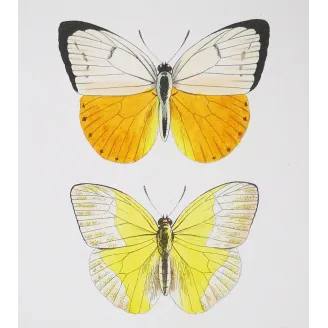 Yellow Butterflies – Antique Hand-Colored Engraving (1835)