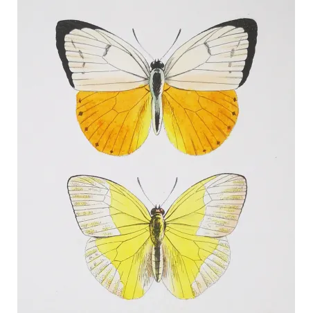 Yellow Butterflies – Antique Hand-Colored Engraving (1835)