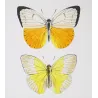 Emigrant Butterflies (Catopsilia scylla, evadne, argante) – Antique Hand-Colored Engraving (1835)