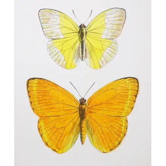 Yellow Butterflies – Antique Hand-Colored Engraving (1835)