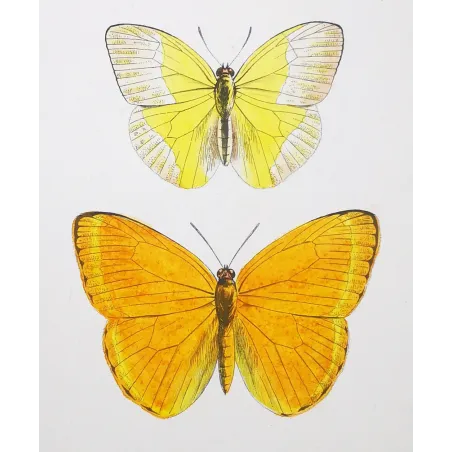 Yellow Butterflies – Antique Hand-Colored Engraving (1835)
