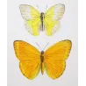 Emigrant Butterflies (Catopsilia scylla, evadne, argante) – Antique Hand-Colored Engraving (1835)