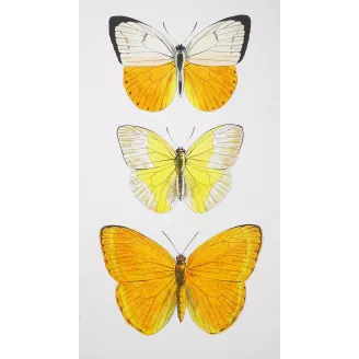 Yellow Butterflies – Antique Hand-Colored Engraving (1835)