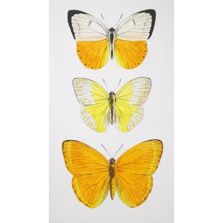 Yellow Butterflies – Antique Hand-Colored Engraving (1835)