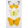 Emigrant Butterflies (Catopsilia scylla, evadne, argante) – Antique Hand-Colored Engraving (1835)