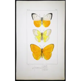 Yellow Butterflies – Antique Hand-Colored Engraving (1835)