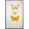 Emigrant Butterflies (Catopsilia scylla, evadne, argante) – Antique Hand-Colored Engraving (1835)