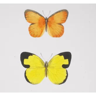 Yellow & Orange Butterflies – Antique Hand-Colored Engraving (1835)