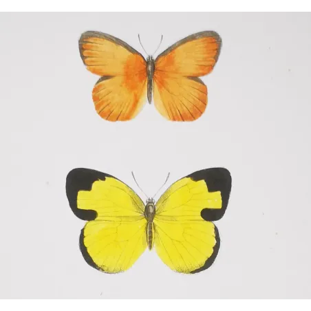 Yellow & Orange Butterflies – Antique Hand-Colored Engraving (1835)