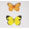 Sulphur Butterflies (Terias hecabe, candida, nicippe) – Antique Hand-Colored Engraving (1835)