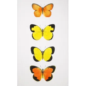 Yellow & Orange Butterflies – Antique Hand-Colored Engraving (1835)