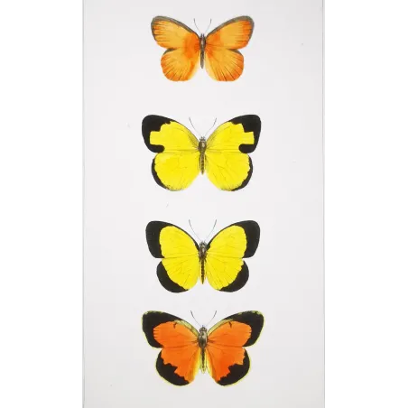Yellow & Orange Butterflies – Antique Hand-Colored Engraving (1835)