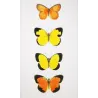 Sulphur Butterflies (Terias hecabe, candida, nicippe) – Antique Hand-Colored Engraving (1835)