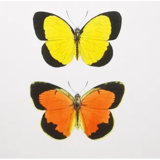 Yellow & Orange Butterflies – Antique Hand-Colored Engraving (1835)