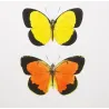 Sulphur Butterflies (Terias hecabe, candida, nicippe) – Antique Hand-Colored Engraving (1835)