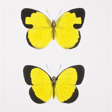 Yellow & Orange Butterflies – Antique Hand-Colored Engraving (1835)