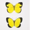 Sulphur Butterflies (Terias hecabe, candida, nicippe) – Antique Hand-Colored Engraving (1835)