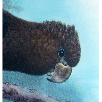 Glossy Cockatoo by H. Goodchild – Rare Australian bird print
