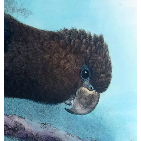 Glossy Cockatoo by H. Goodchild – Rare Australian bird print