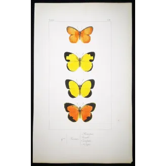 Yellow & Orange Butterflies – Antique Hand-Colored Engraving (1835)