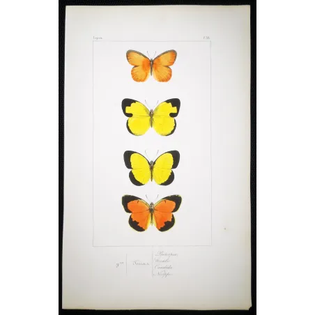 Yellow & Orange Butterflies – Antique Hand-Colored Engraving (1835)