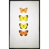 Sulphur Butterflies (Terias hecabe, candida, nicippe) – Antique Hand-Colored Engraving (1835)
