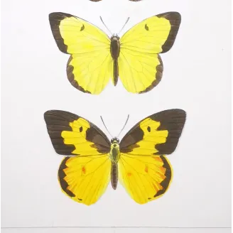 Yellow Butterflies – Antique Hand-Colored Engraving (1835)
