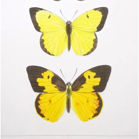 Yellow Butterflies – Antique Hand-Colored Engraving (1835)