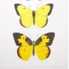 Sulphur Butterflies (Terias elathea, Danais amata, Colias philodice) – Antique Hand-Colored Engraving (1835)