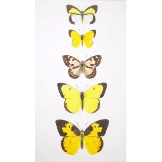 Yellow Butterflies – Antique Hand-Colored Engraving (1835)