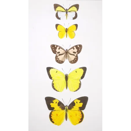 Yellow Butterflies – Antique Hand-Colored Engraving (1835)