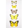 Sulphur Butterflies (Terias elathea, Danais amata, Colias philodice) – Antique Hand-Colored Engraving (1835)