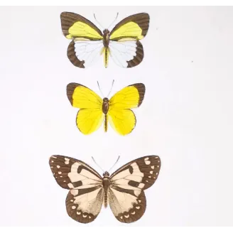Yellow Butterflies – Antique Hand-Colored Engraving (1835)