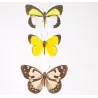 Sulphur Butterflies (Terias elathea, Danais amata, Colias philodice) – Antique Hand-Colored Engraving (1835)