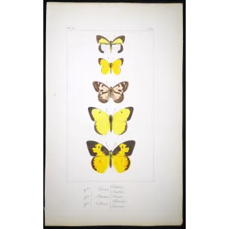Yellow Butterflies – Antique Hand-Colored Engraving (1835)