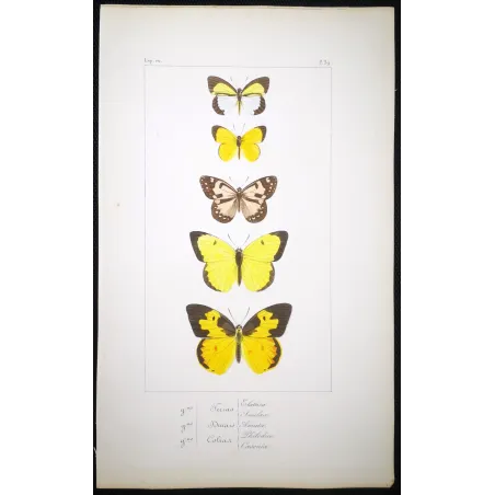 Yellow Butterflies – Antique Hand-Colored Engraving (1835)