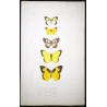 Sulphur Butterflies (Terias elathea, Danais amata, Colias philodice) – Antique Hand-Colored Engraving (1835)