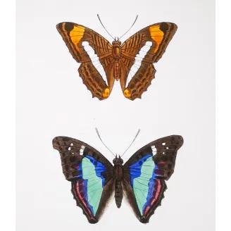 Blue & Orange Butterflies – Antique Hand-Colored Engraving (1835)
