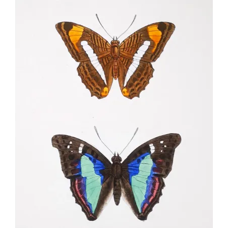 Blue & Orange Butterflies – Antique Hand-Colored Engraving (1835)