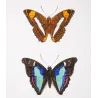 Blue Emperor & Orange-Banded Butterflies (Apatura iphiclus, laurentia, gelania) – Antique Hand-Colored Engraving (1835)