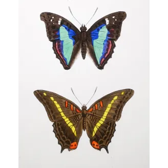 Blue & Orange Butterflies – Antique Hand-Colored Engraving (1835)
