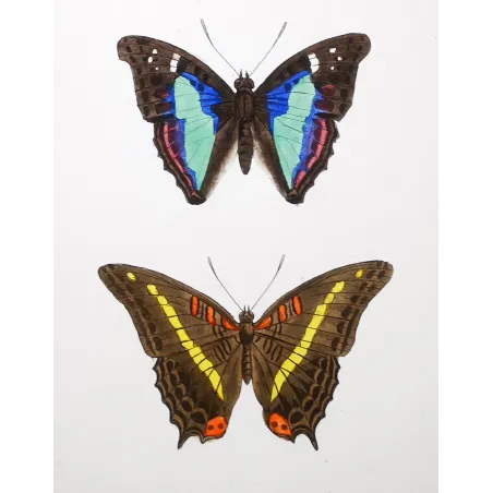 Blue & Orange Butterflies – Antique Hand-Colored Engraving (1835)