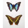 Blue Emperor & Orange-Banded Butterflies (Apatura iphiclus, laurentia, gelania) – Antique Hand-Colored Engraving (1835)