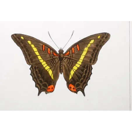 Blue & Orange Butterflies – Antique Hand-Colored Engraving (1835)