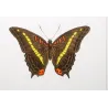 Blue Emperor & Orange-Banded Butterflies (Apatura iphiclus, laurentia, gelania) – Antique Hand-Colored Engraving (1835)